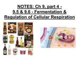 NOTES: Ch 9, Part 4 - 9.5 & 9.6 - Fermentation & Regulation of Cellular Respiration