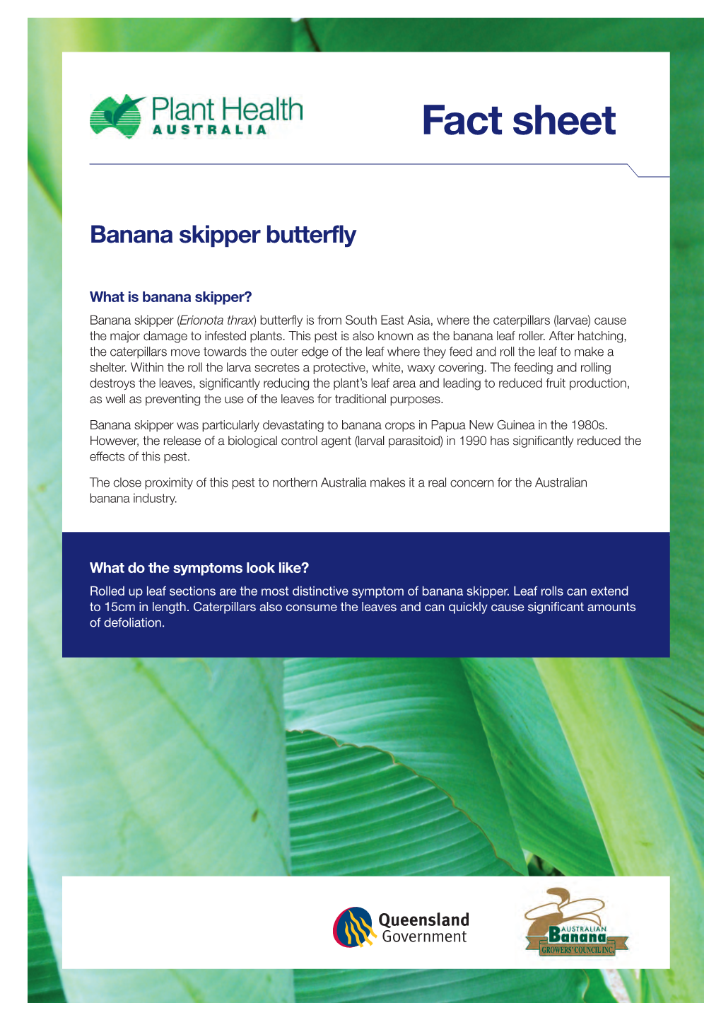 Banana Skipper Butterfly