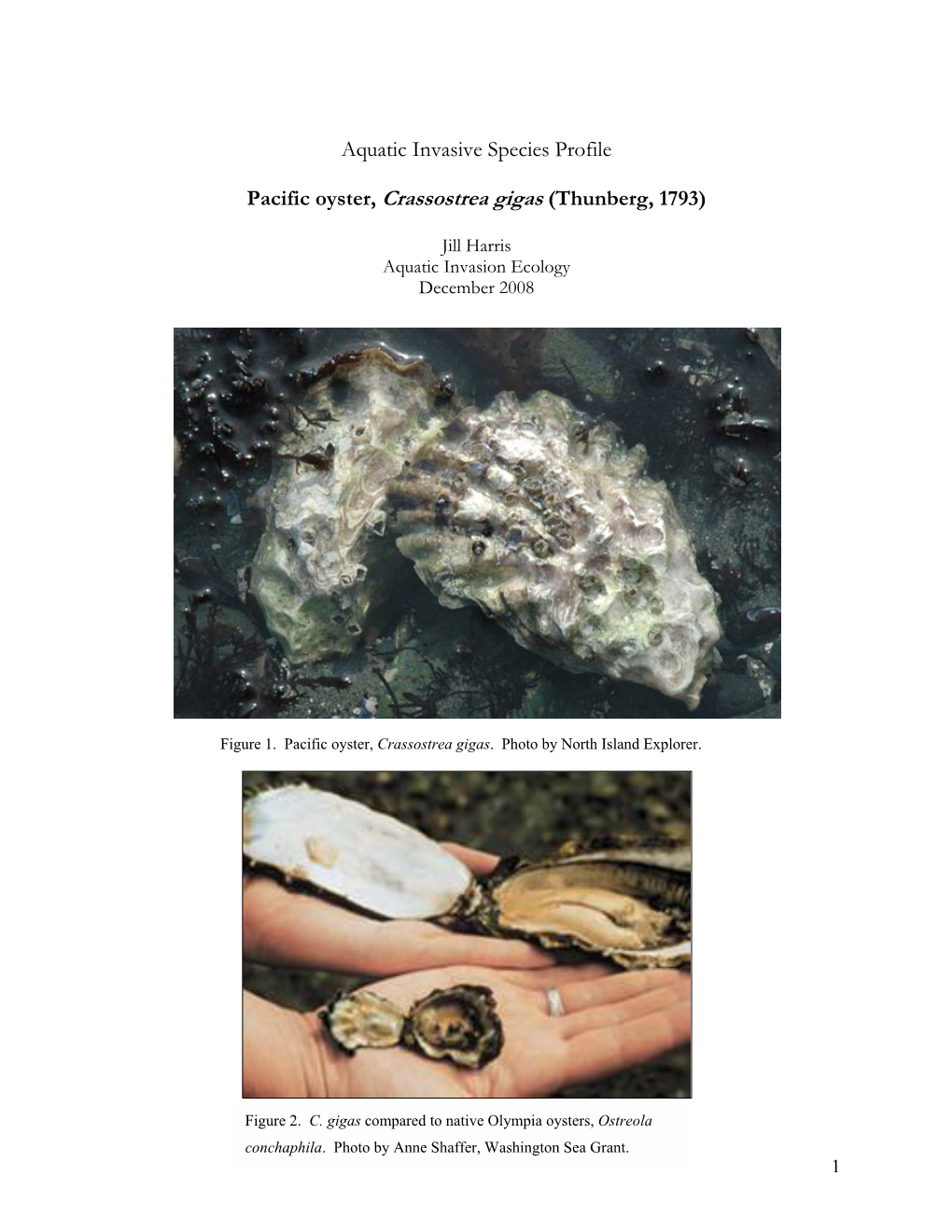 Pacific Oyster, Crassostrea Gigas (Thunberg, 1793)