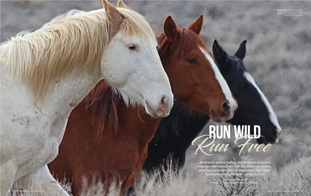 America's Native Horses Are Trapped Between Commercial Industries That See Them As Vermin, and Vast Government Bureaucracy. Th