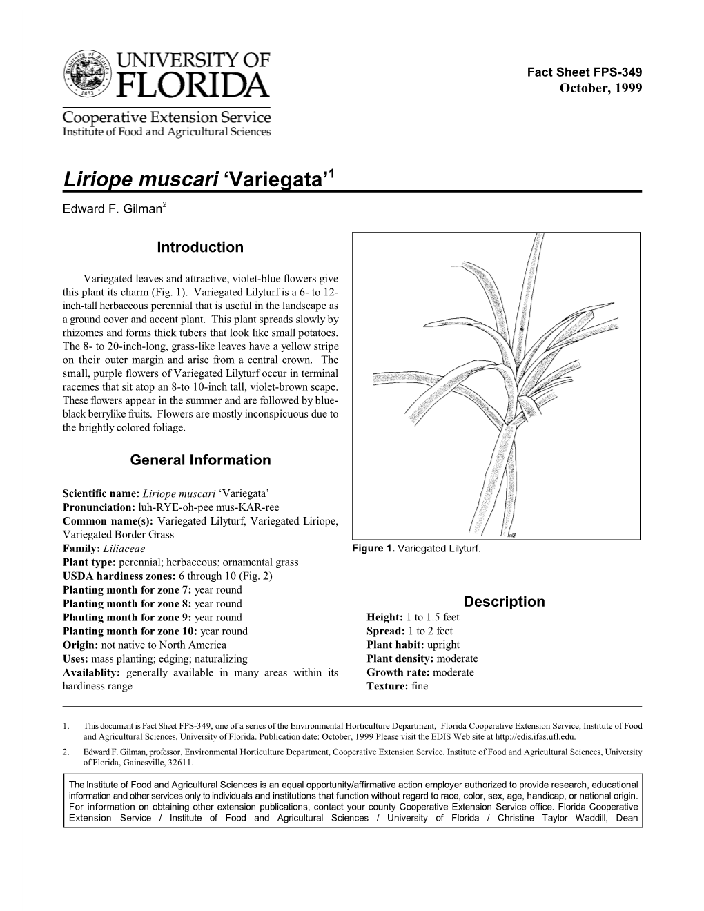 Lilyturf, Variegated (Liriope Muscari 'Variegata')