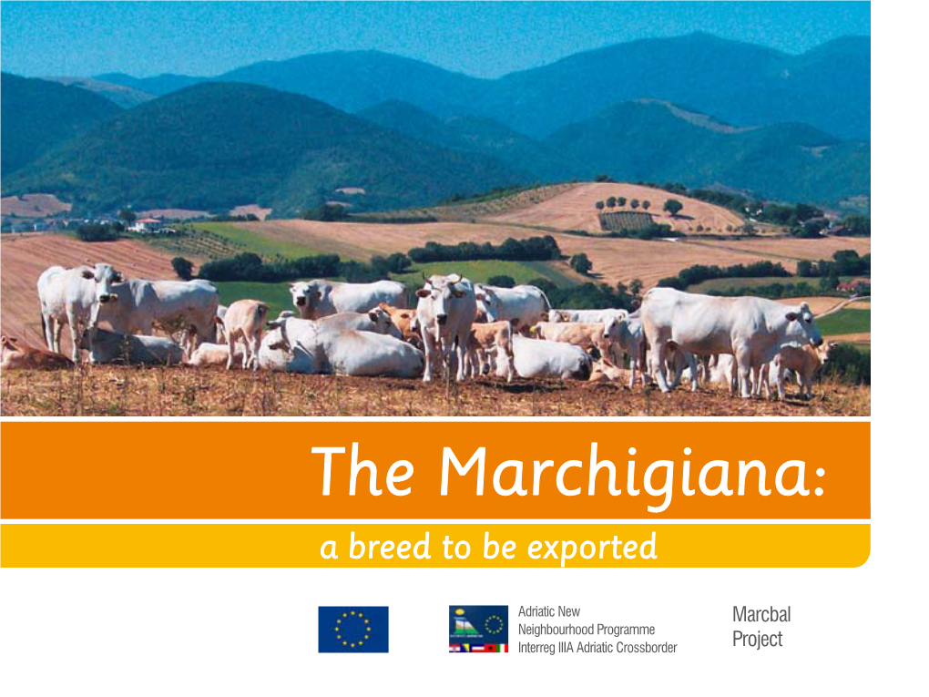 The Marchigiana: a Breed to Be Exported