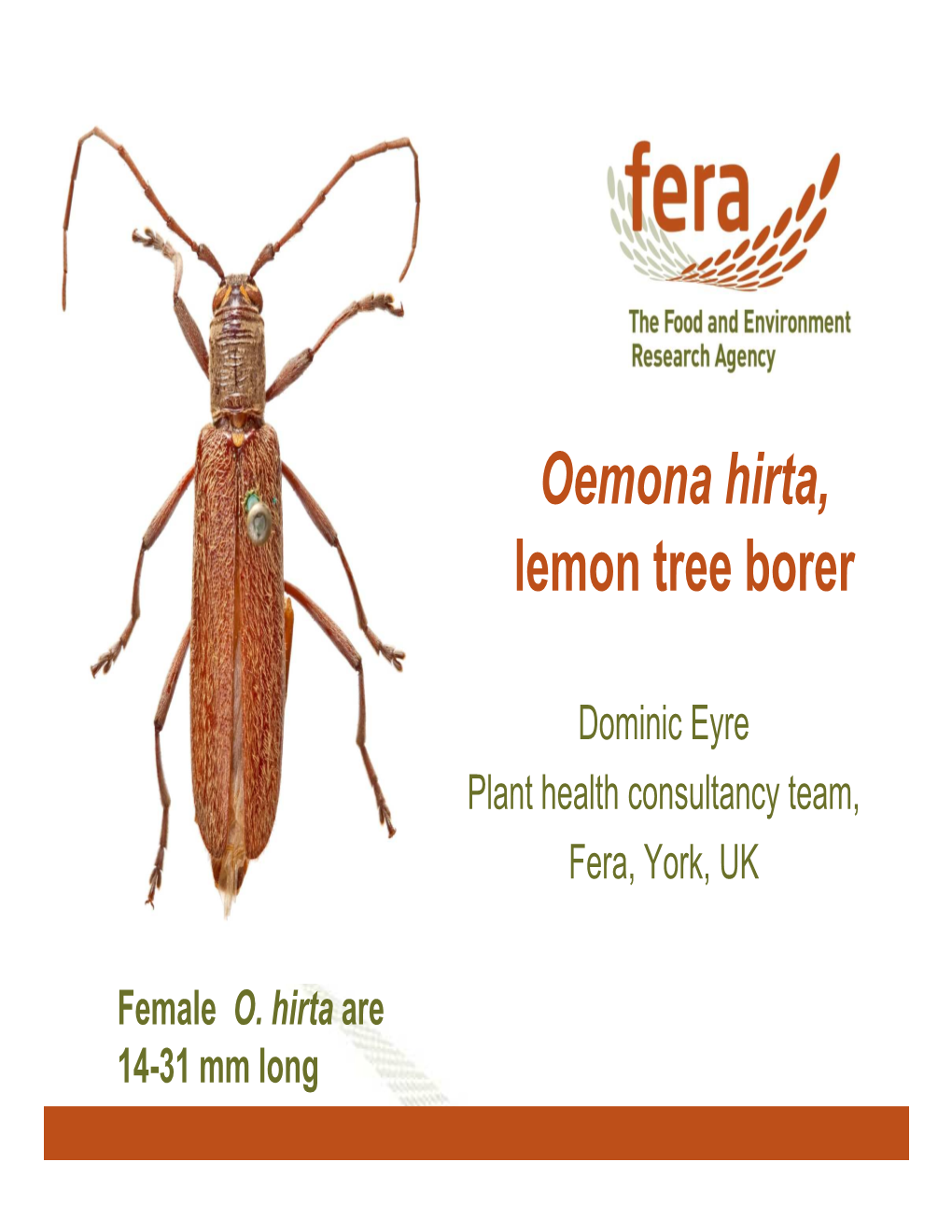 Oemona Hirta, Lemon Tree Borer