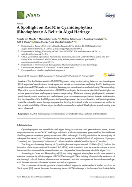 A Spotlight on Rad52 in Cyanidiophytina (Rhodophyta): a Relic in Algal Heritage