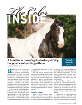 A Paint Horse Owner's Guide to Demystifying the Genetics Of