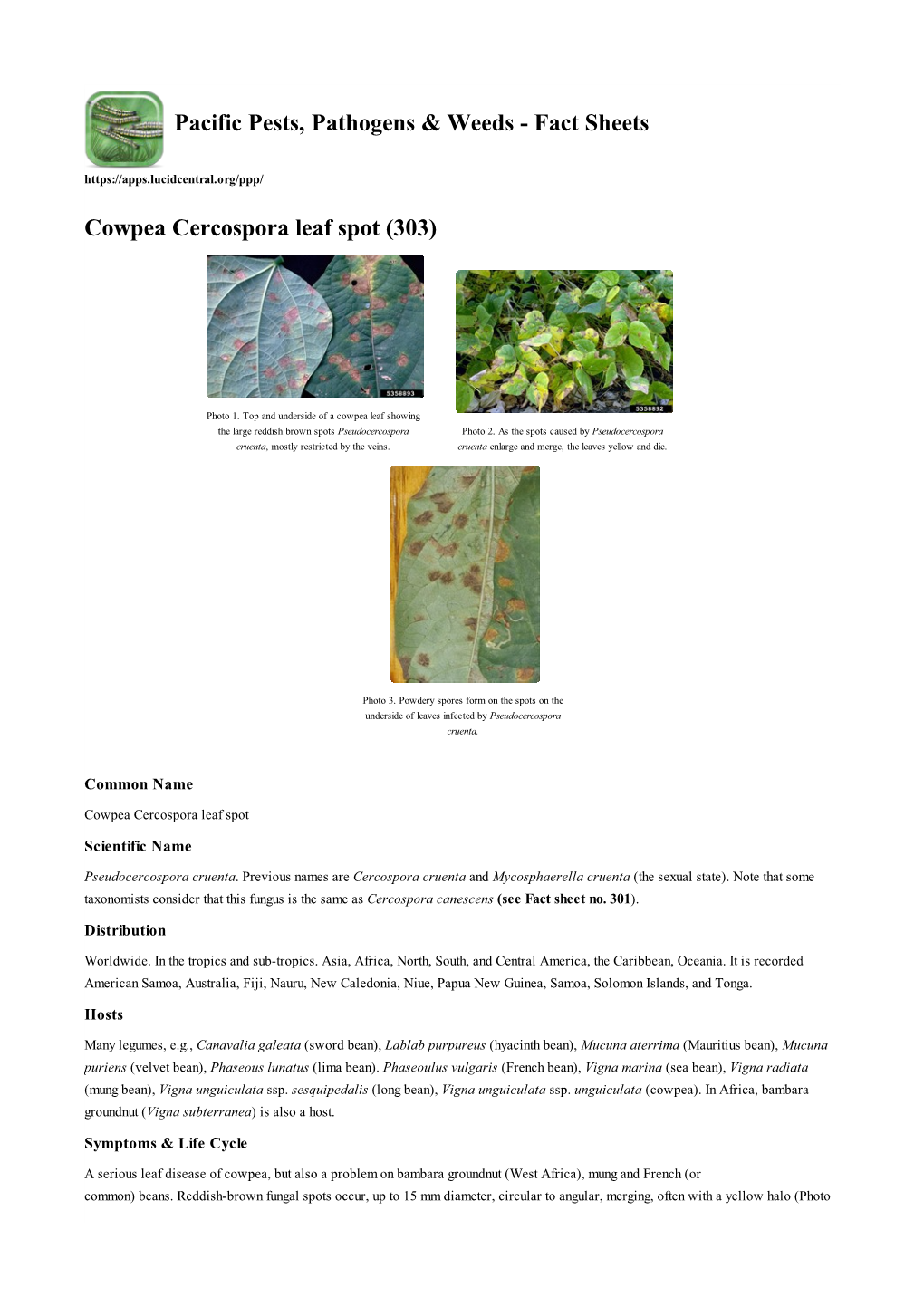 Cowpea Cercospora Leaf Spot (303)