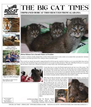 THE BIG CAT TIMES Orphaned Bobcat Trio Rescued from Alabama