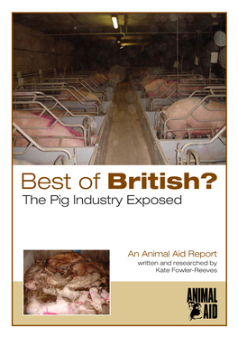 Best of British? the Pig Industry Exposed