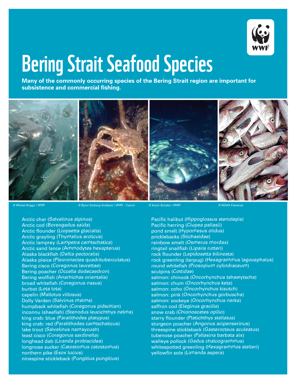 Bering Strait Seafood Species Many of the Commonly Occurring Species of the Bering Strait Region Are Important for Subsistence and Commercial Fishing
