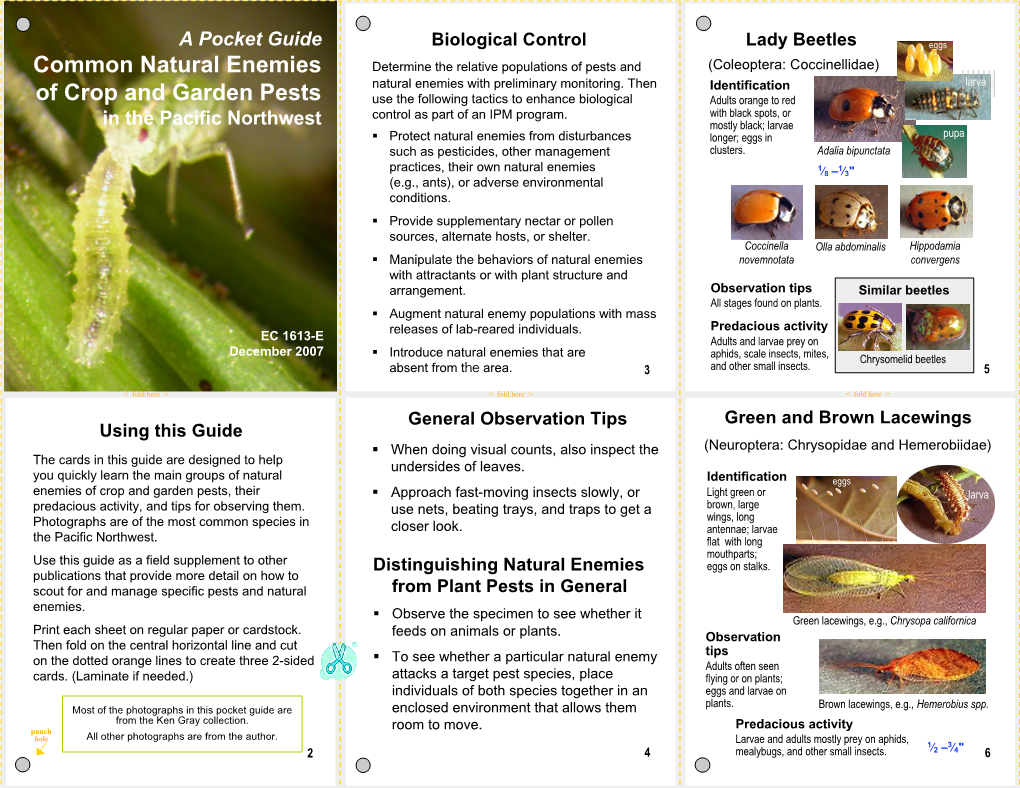 A Pocket Guide to Common Natural Enemies of Crop and Garden Pests