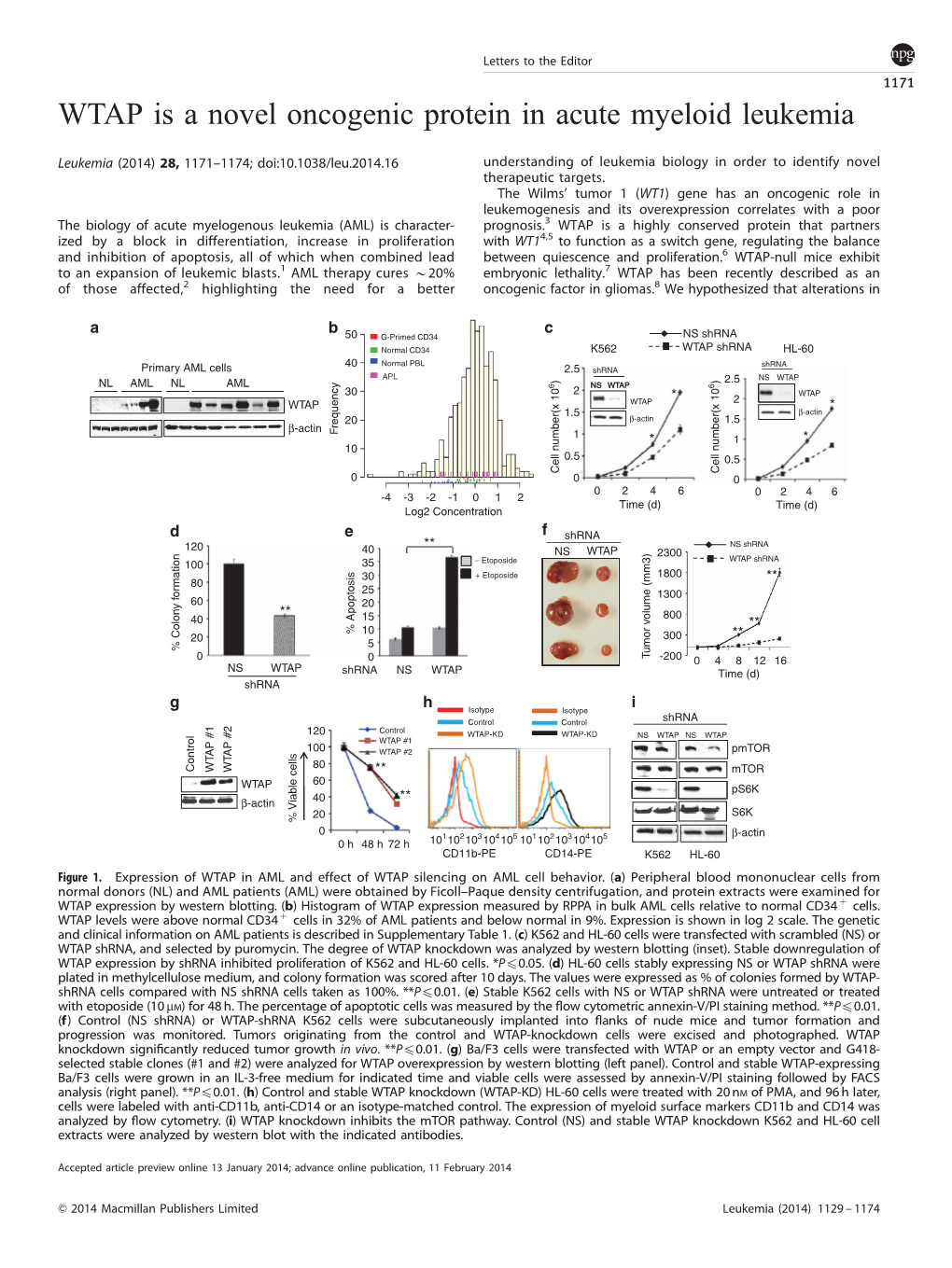 WTAP Is a Novel Oncogenic Protein in Acute Myeloid Leukemia