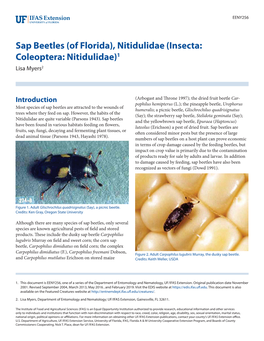 Sap Beetles (Of Florida), Nitidulidae (Insecta: Coleoptera: Nitidulidae)1 Lisa Myers2