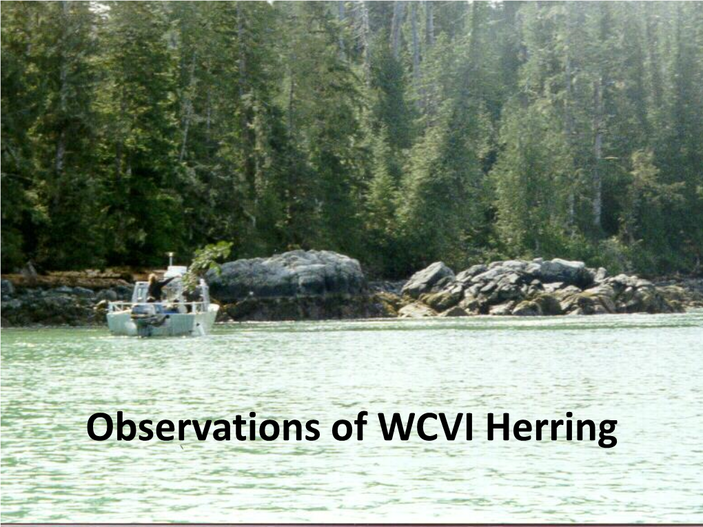 Observations of WCVI Herring Four Questions