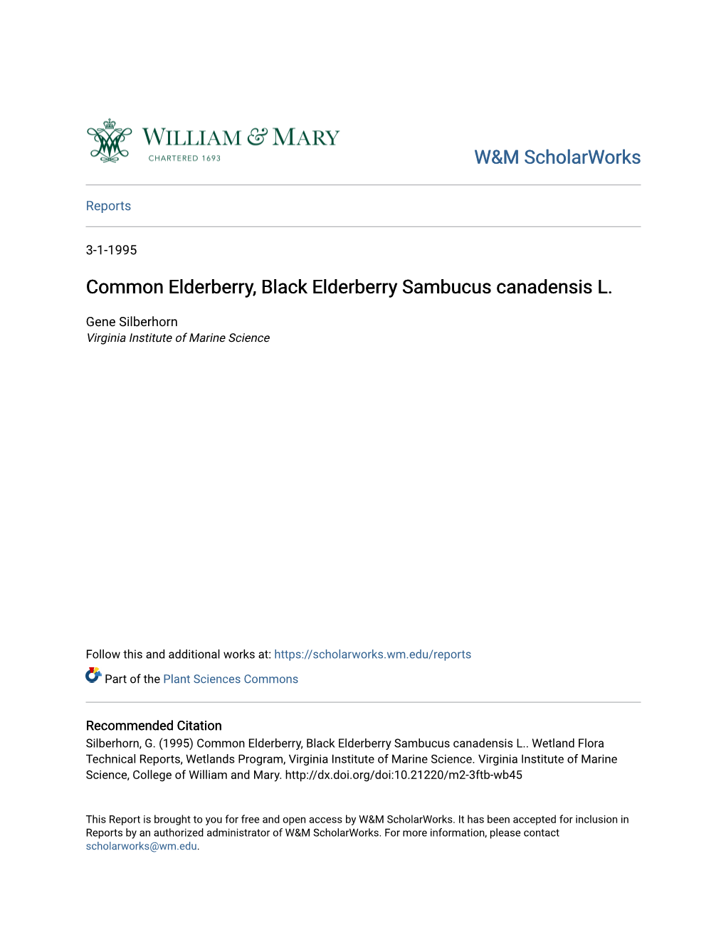 Common Elderberry, Black Elderberry Sambucus Canadensis L