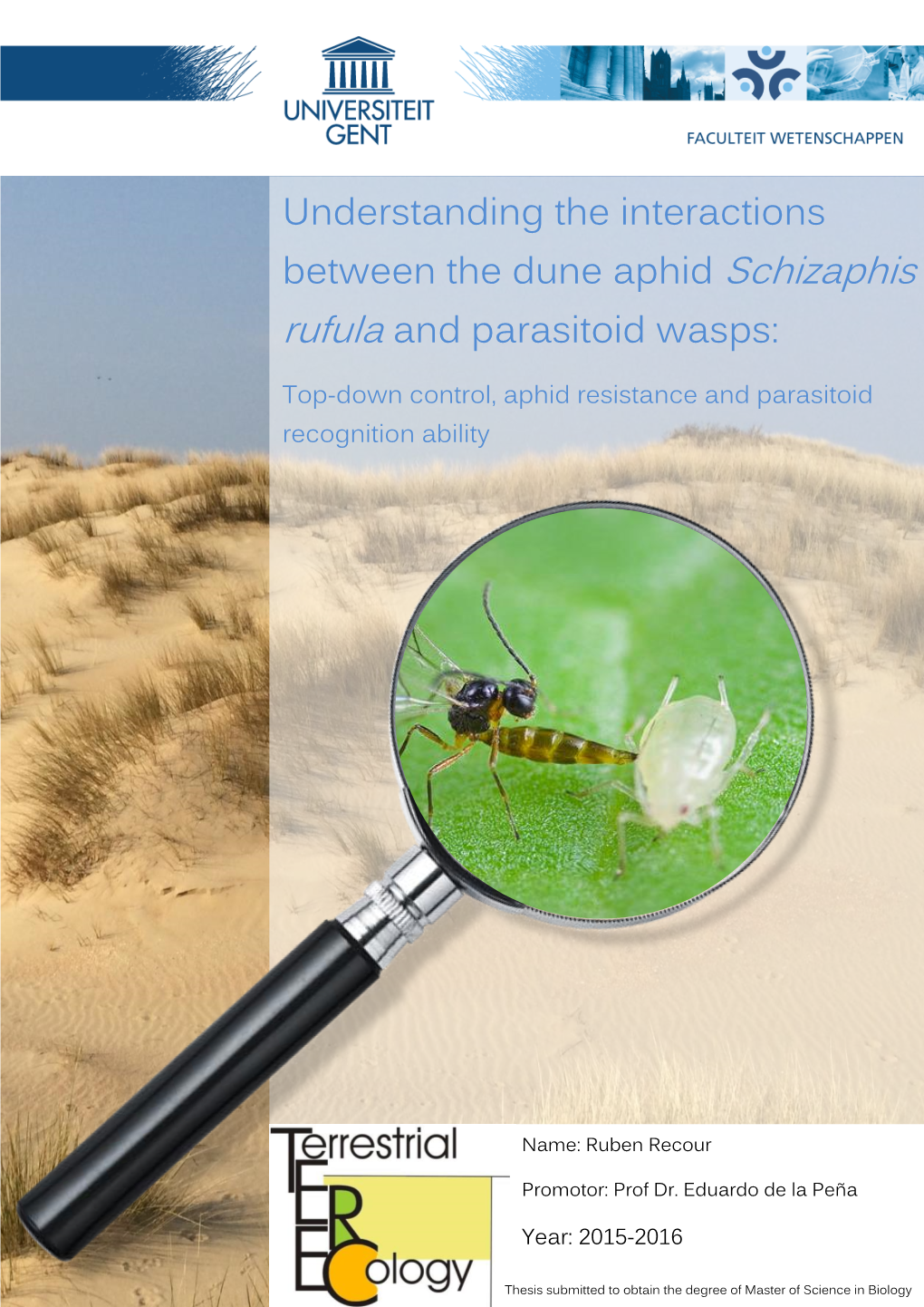 Understanding the Interactions Between the Dune Aphid Schizaphis Rufula and Parasitoid Wasps