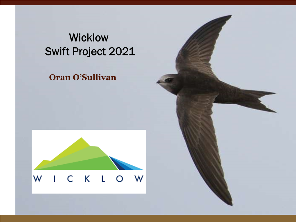 Wicklow Swift Project 2021