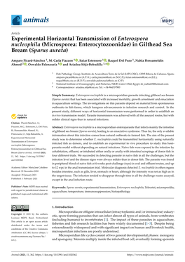 Experimental Horizontal Transmission of Enterospora Nucleophila (Microsporea: Enterocytozoonidae) in Gilthead Sea Bream (Sparus Aurata)