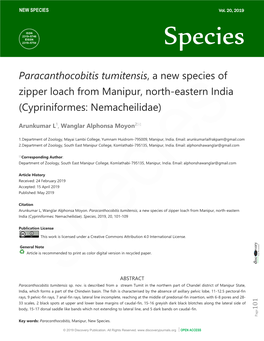 Paracanthocobitis Tumitensis, a New Species of Zipper Loach from Manipur, North-Eastern India (Cypriniformes: Nemacheilidae)