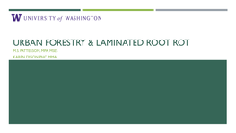 Urban Forestry & Laminated Root