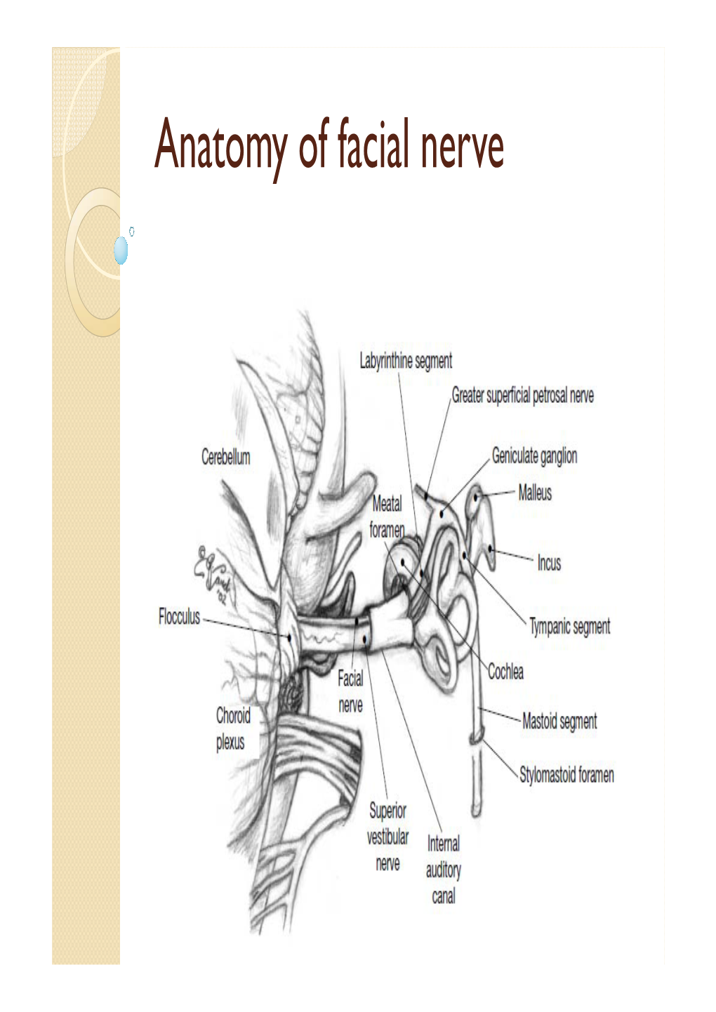 Anatomy of Facial Nerve Embryology of the Facial Nerve - DocsLib