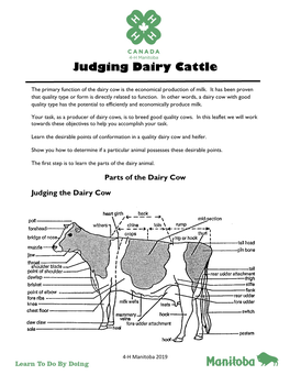 Judging Dairy Cattle