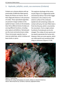 3. Hydroids, Jellyfish, Corals, Sea Anemones (Cnidaria)