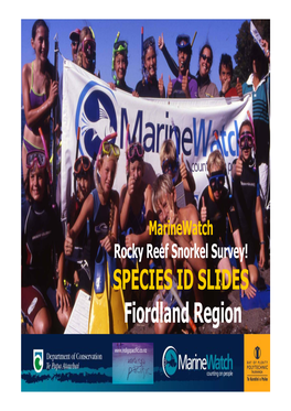 Rocky Reef Snorkel Survey, Species ID Slides, Fiordland Region