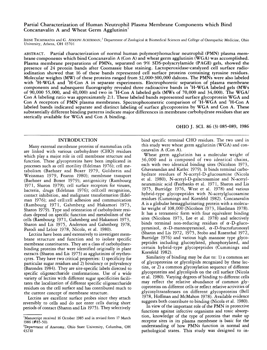 Partial Characterization of Human Neutrophil Plasma Membrane Components Which Bind Concanavalin a and Wheat Germ Agglutinin1