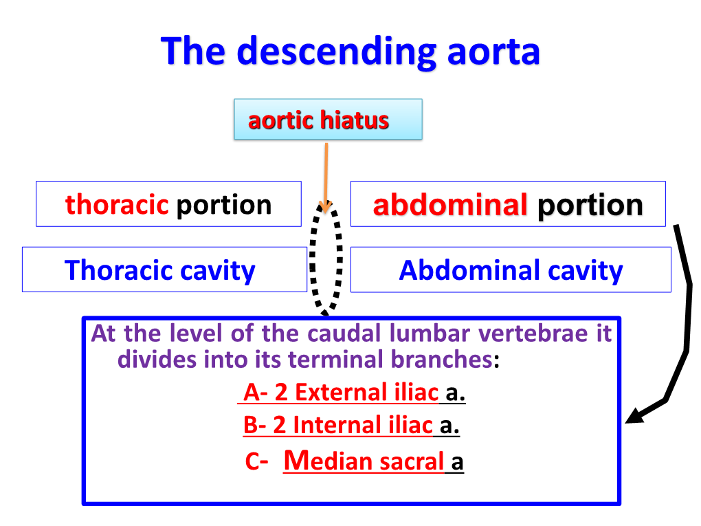 The Descending Aorta