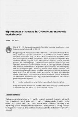 Siphuncular Structure Cephalopods in Ordovician Endocerid