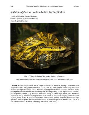 Yellow-Bellied Puffing Snake)