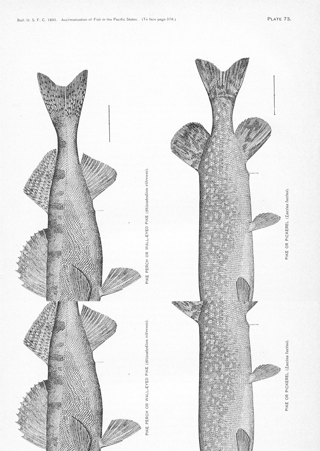 Bulletin of the United States Fish Commission Seattlenwf