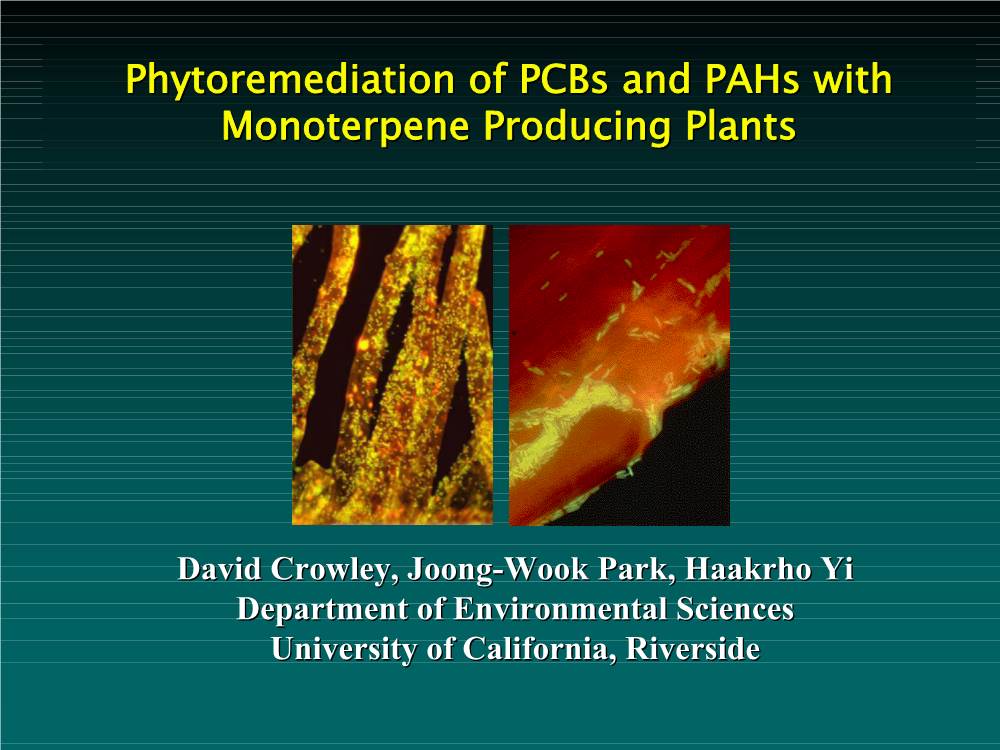 Phytoremediation of Pcbs and Pahs with Monoterpene Producing Plants