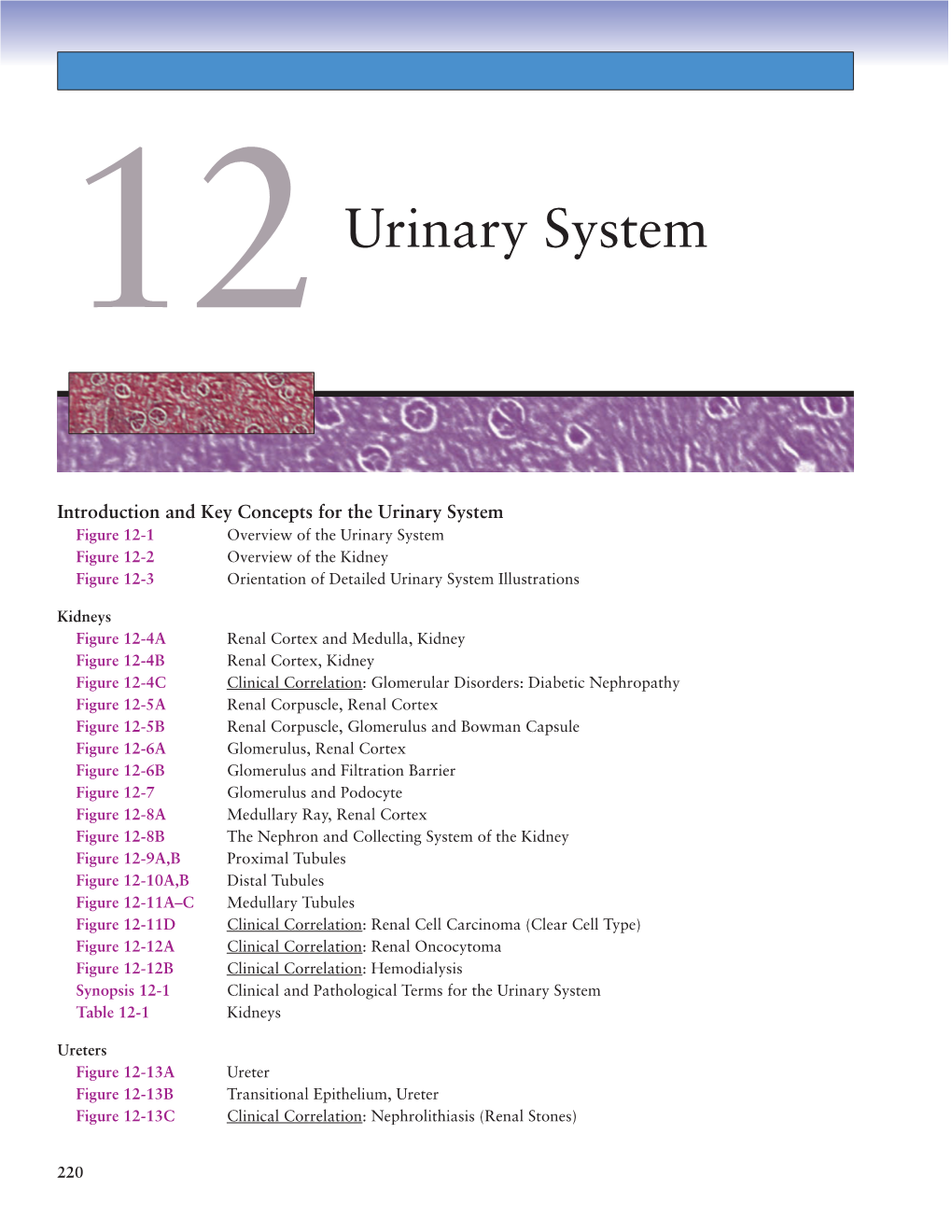 Urinary System