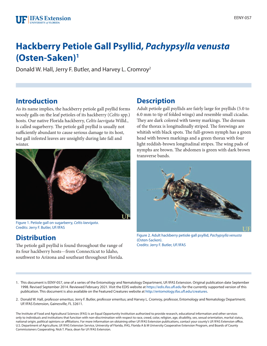 Hackberry Petiole Gall Psyllid, Pachypsylla Venusta (Osten-Saken)1 Donald W