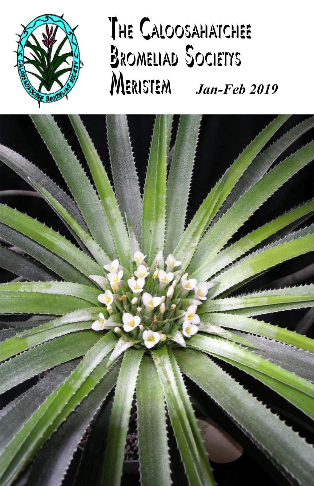 The Caloosahatchee Bromeliad Society'''''''''''''''''s Meristem Jan-Feb