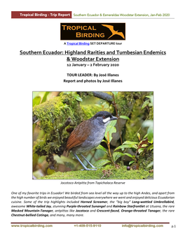 Southern Ecuador & Esmeraldas Woodstar Extension, Jan-Feb 2020