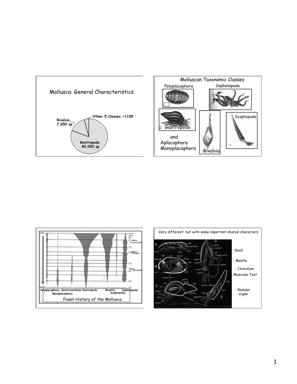 Mollusca: General Characteristics