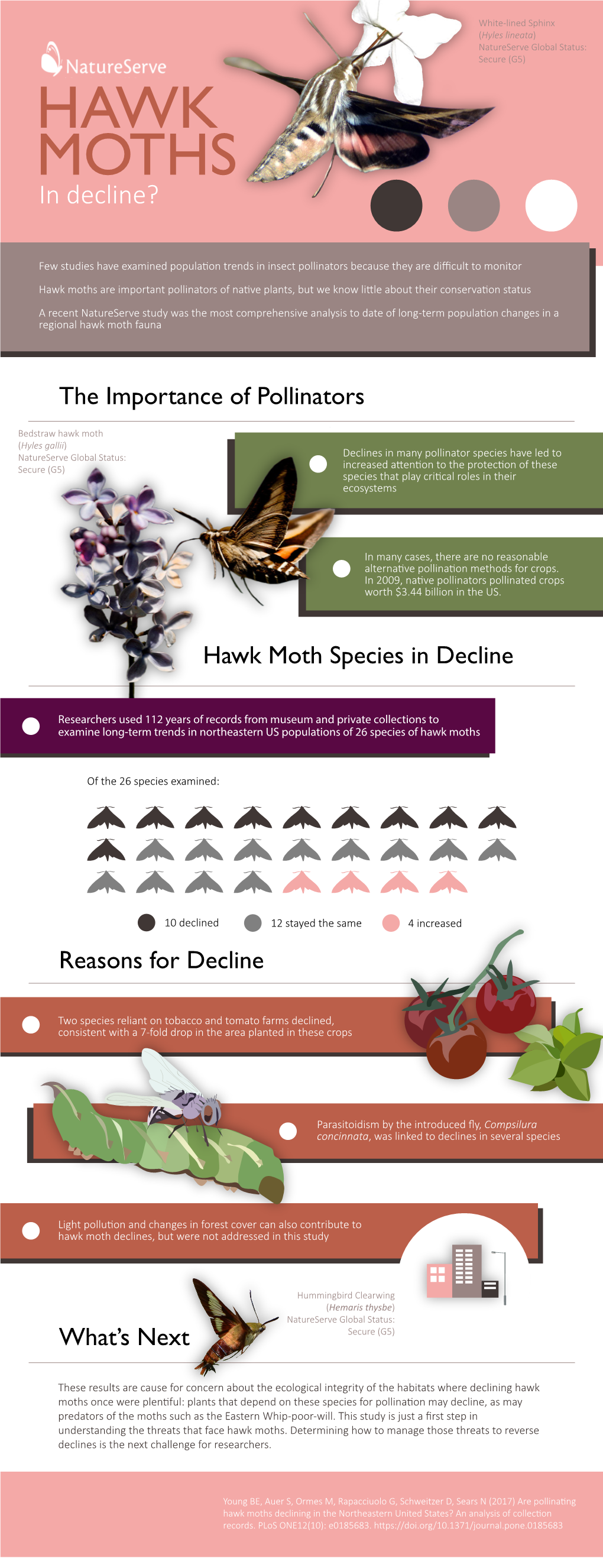 Hyles Lineata) Natureserve Global Status: Secure (G5) HAWK MOTHS in Decline?