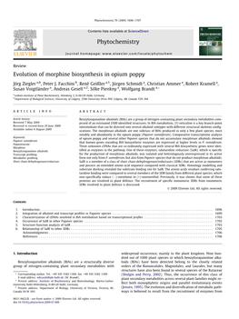 Evolution of Morphine Biosynthesis in Opium Poppy