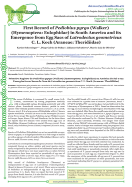 Hymenoptera: Eulophidae) in South America and Its Emergence from Egg Sacs of Latrodectus Geometricus C