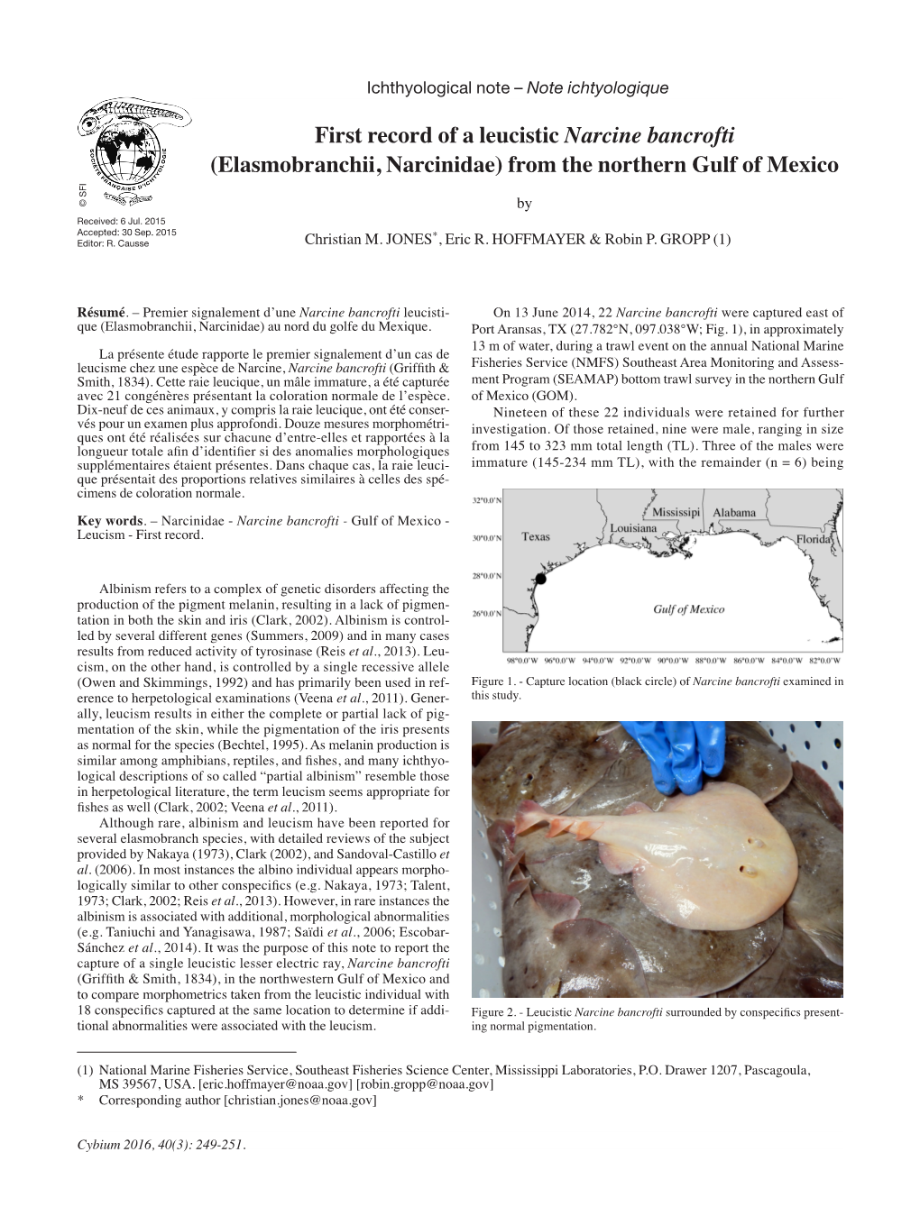 First Record of a Leucistic Narcine Bancrofti (Elasmobranchii, Narcinidae) from the Northern Gulf of Mexico