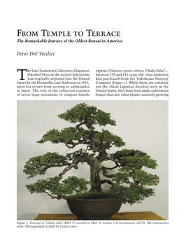 From Temple to Terrace the Remarkable Journey of the Oldest Bonsai in America
