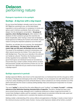 Quillaja - a Big Tree with a Big Impact