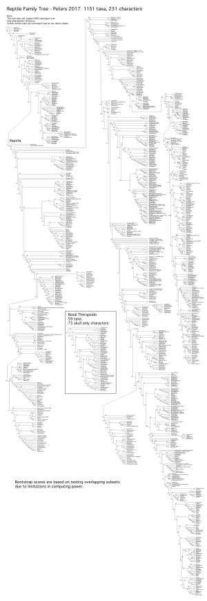 Reptile Family Tree - Peters 2017 1151 Taxa, 231 Characters