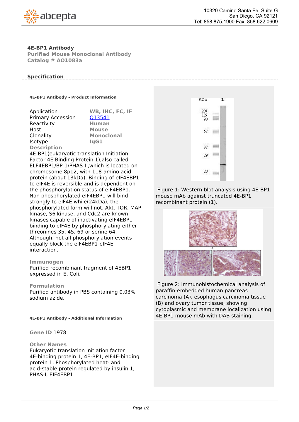 4E-BP1 Antibody Purified Mouse Monoclonal Antibody Catalog # Ao1083a