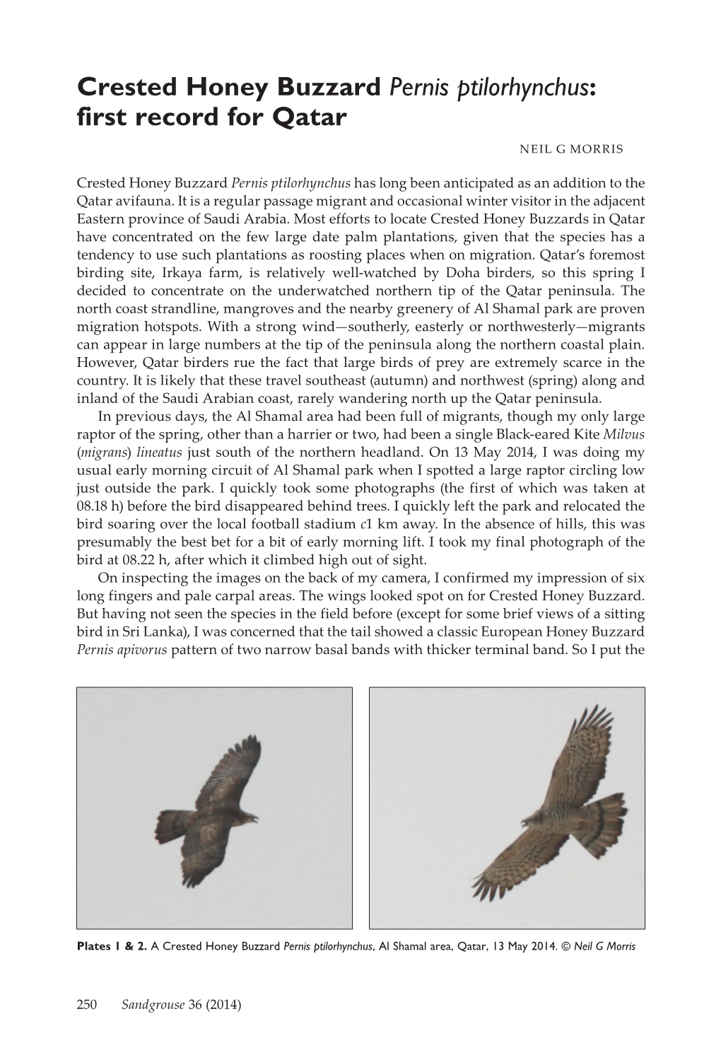 Crested Honey Buzzard Pernis Ptilorhynchus: First Record for Qatar NEIL G MORRIS