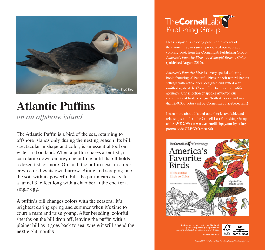 Atlantic Puffins