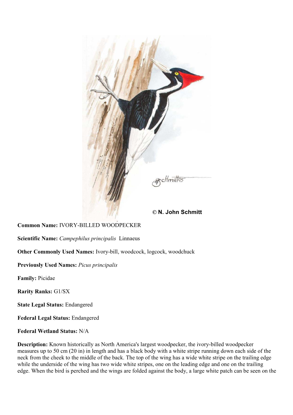 © N. John Schmitt Common Name: IVORY-BILLED WOODPECKER