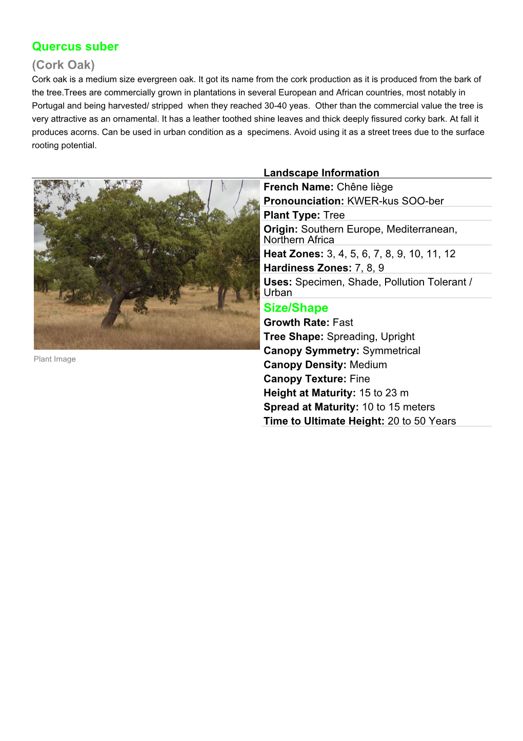 Quercus Suber (Cork Oak) Cork Oak Is a Medium Size Evergreen Oak